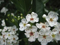路傍の花 路傍の花