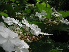 花 花